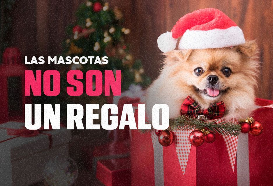 Las mascotas no son un regalo